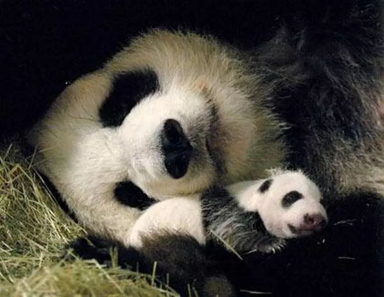 PANDA_SHABAVIZPARVAZ (2).jpg