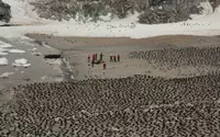 Penguins_were_discovered_south_pole_shabavizparvaz_200.jpg