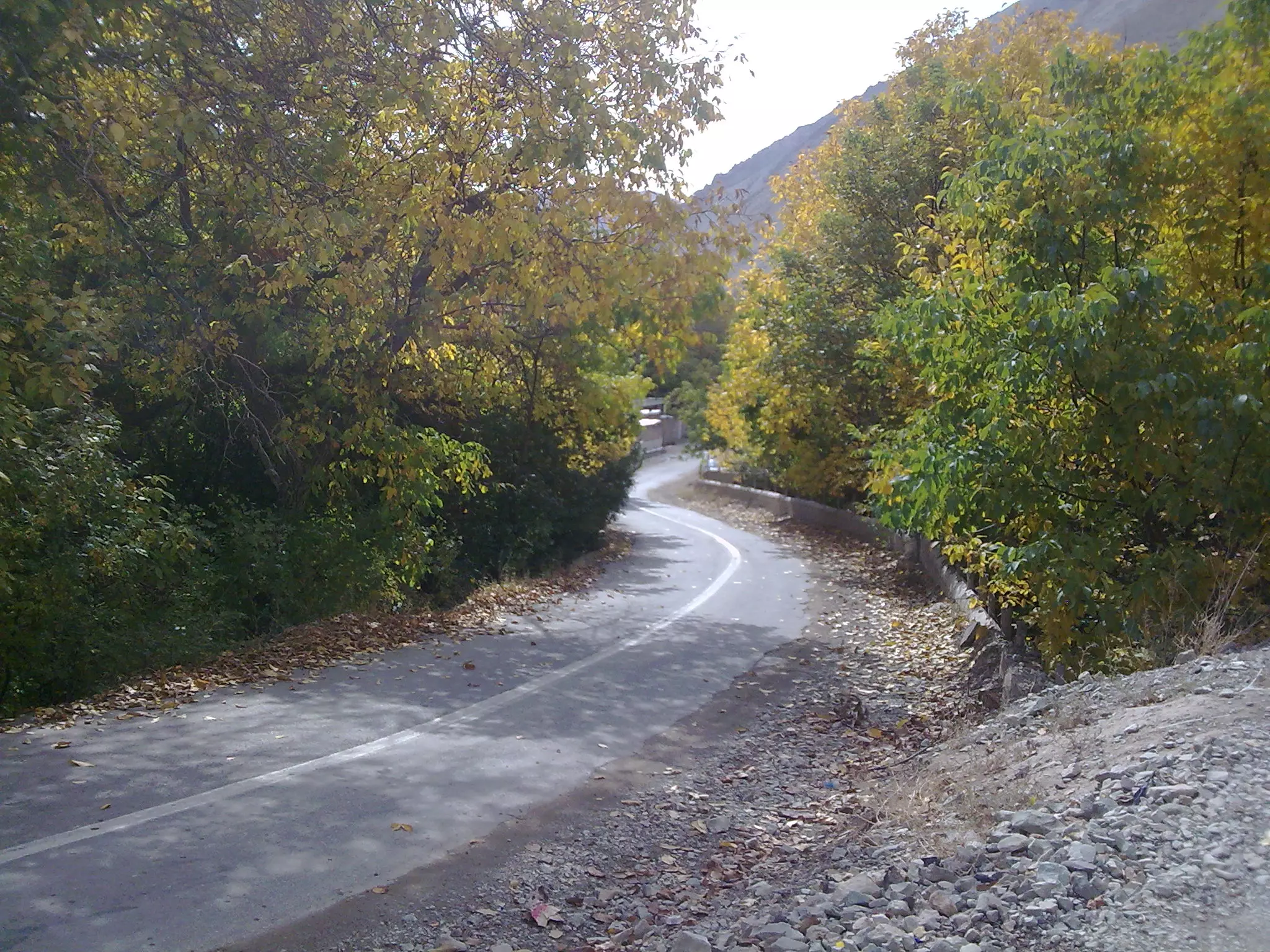 ZARINDASHT.jpg