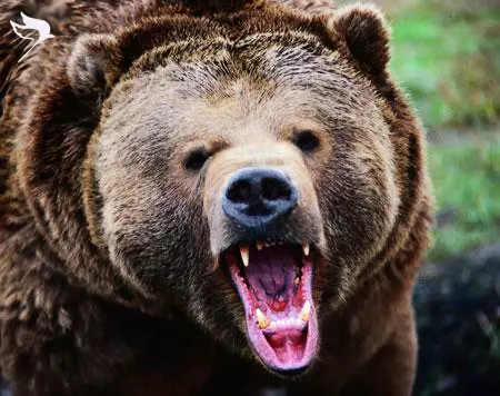 blackbearteeth_shabavizparvaz_01.jpg