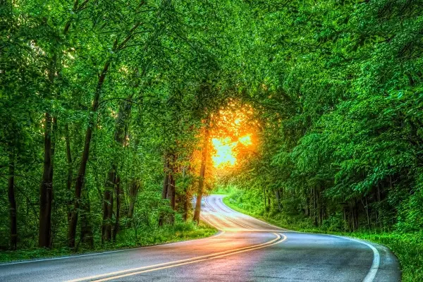 forest.jpg