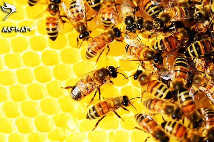 honey-bee-shabavizparvaz_03.jpg