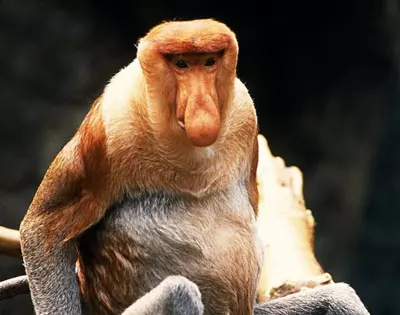 monkey_up.jpg