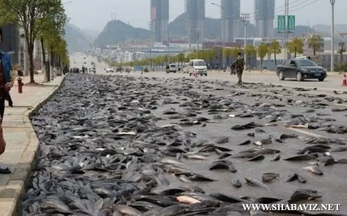 rain_fish_shabaviz.net0010.jpg