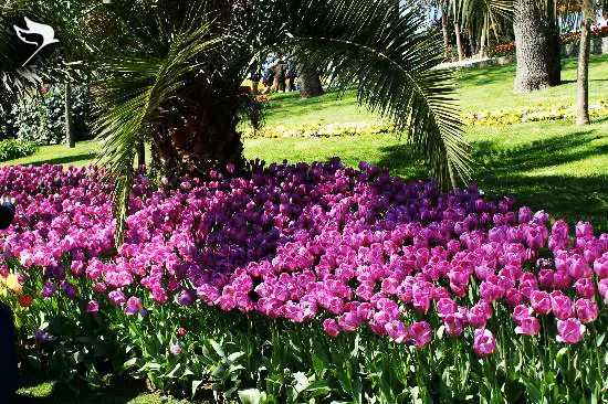 emirgan_park_istanbul_shabavizparvaz_15 emirgan_park_istanbul_shabavizparvaz_15