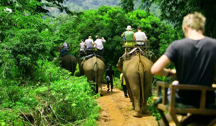 Elephant_Trekking_shabavizparvaz_phuket_تور فیل سواری پوکت_شباویز پرواز