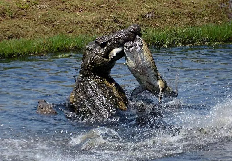5 5