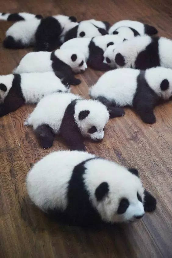 PANDA2 PANDA2